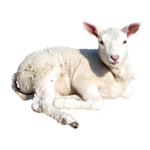 Image du produit Viande d'agneau