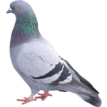 Image du produit Pigeon