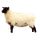 Image du produit Viande de Mouton