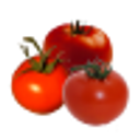 Image du produit Tomate