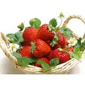 Logo de les fraises de Calan(sarl kelan fruits)
