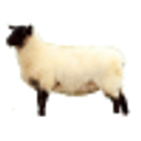 Image du produit Viande de Mouton