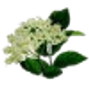 Image du produit Sirop de fleur de sureau