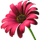 Image du produit Fleur d'ornement