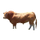 Image du produit viande bovine