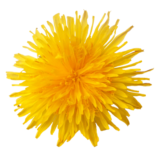 Image du produit Confiture de fleur de pissenlits