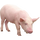 Image du produit Détail et colis de porc Blanc de l'ouest