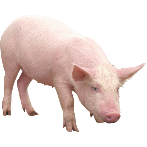 Image du produit Viande de Porc